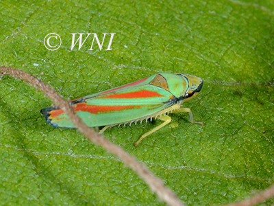Graphocephala teliformis (Cicadellidae, Hemiptera)